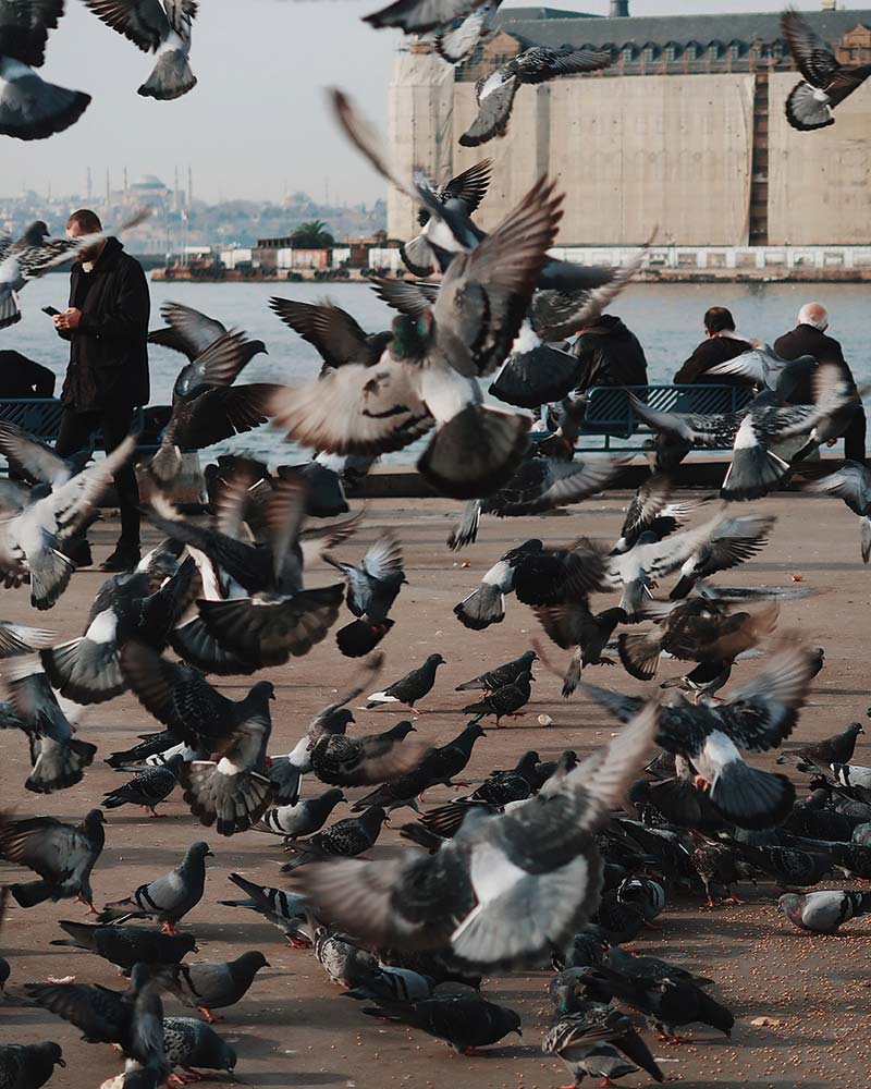 Dépigeonnage pigeon oiseau