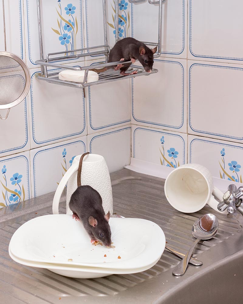 Extermination Dératisation rat, mulot, surmulot