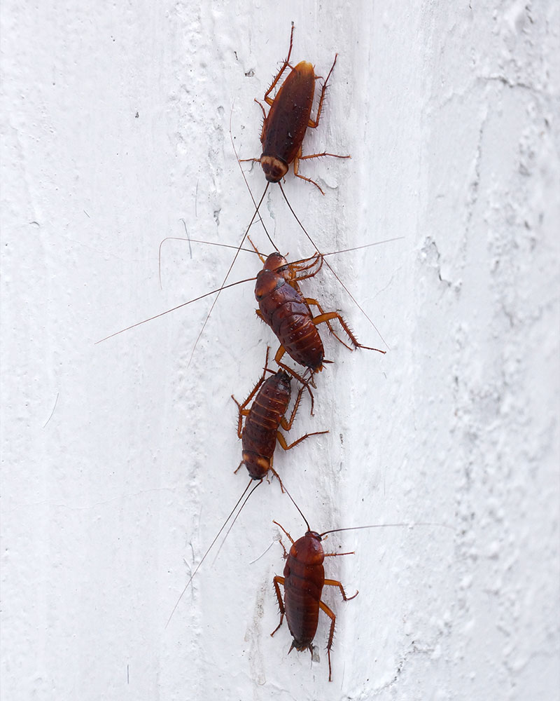 Désinsectistion insectes volants et rampants