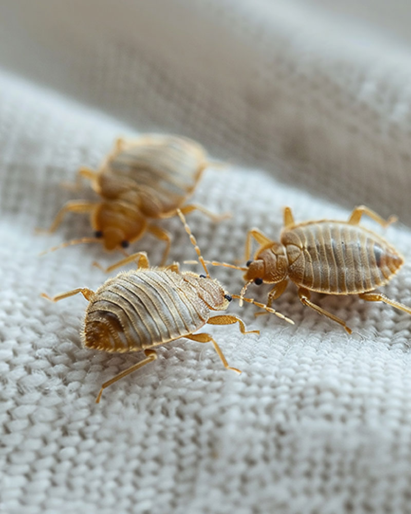 Extermination Punaises de lit